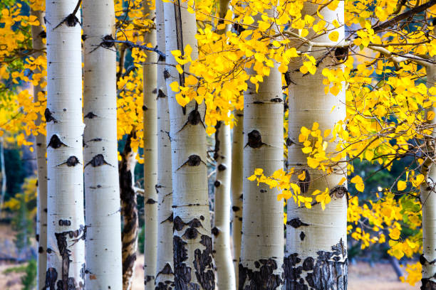 álamo temblón otoño - arboleda fotografías e imágenes de stock