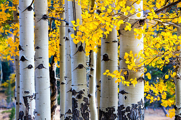 Aspen Tree Autumn Aspen trees in the Rocky Mountain National Park during the fall. colorado photos stock pictures, royalty-free photos & images