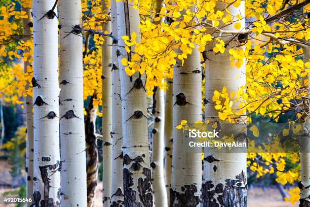 Aspen Tree Autumn Stock Photo - Download Image Now - Aspen Tree, Autumn, Colorado