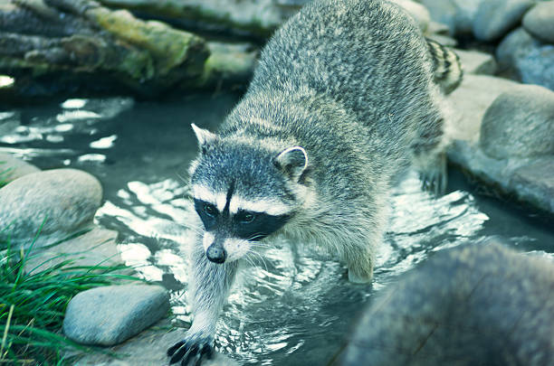 istock raccoon in a wildlife 492016348