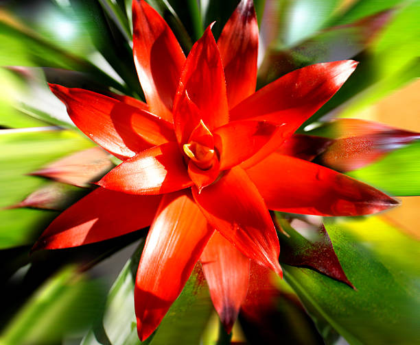 istock Green leaf plant with red center. 492016806