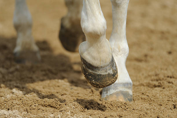 caballo de las piernas primer plano - pezuña fotografías e imágenes de stock