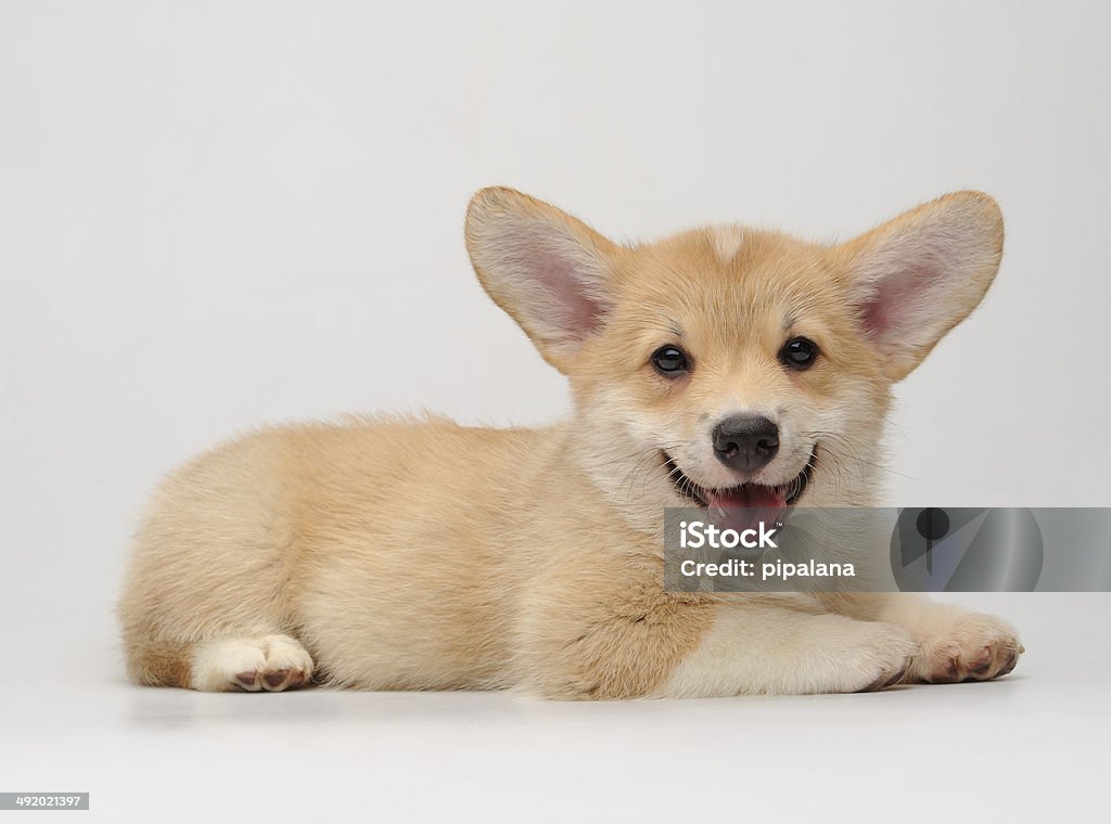 Cute Corgi puppy lying and smiling Cute Corgi puppy lying and smiling on the white background Pembroke Welsh Corgi Stock Photo