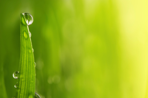 Small dew drops on green grass on a rainy day