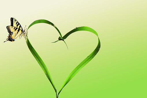 Heart with a butterfly and green background for love, nature, ecology or as greeting card.