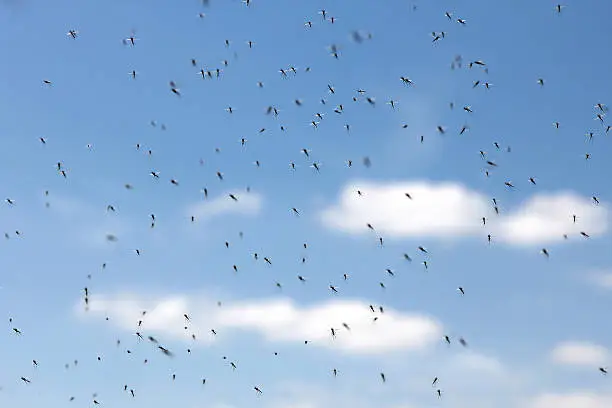 Swarm of mosquitos