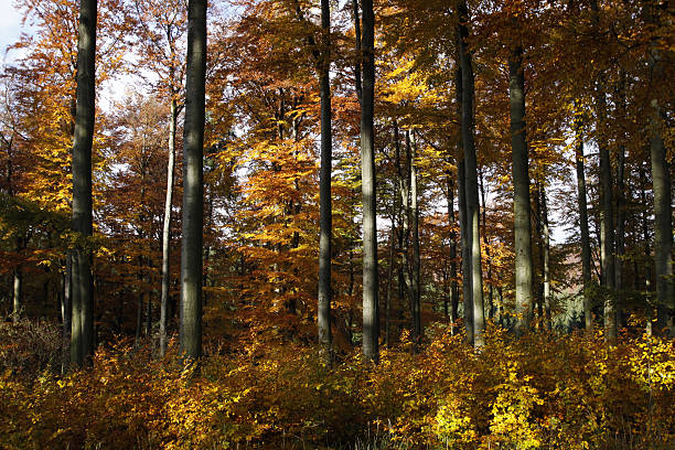 bosque autumnal beech - herbstwald fotografías e imágenes de stock