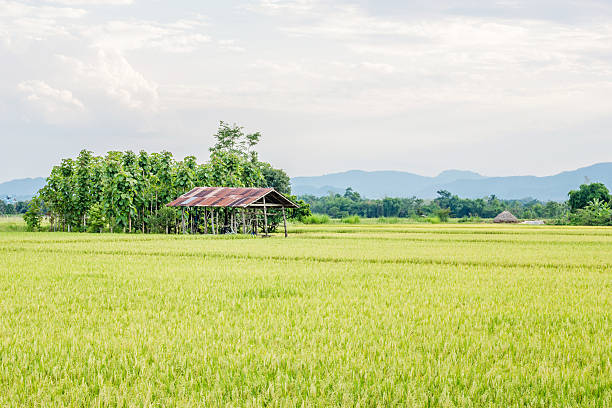 istock Rice field and a hut in the countryside 492025529