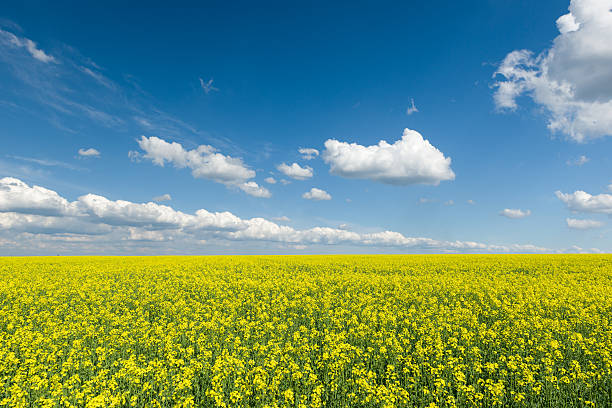 istock Yellow rapeseed field and blue sky, a beautiful spring landscape 492026339
