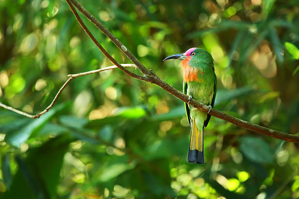 istock Bird Red-Bearded Bee Eater, Thailand 492027141