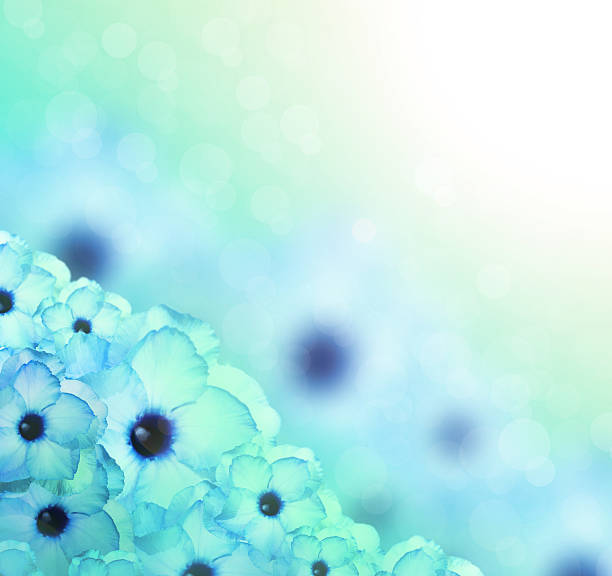 istock Flower background. Sky blue azalea flowers 492027915