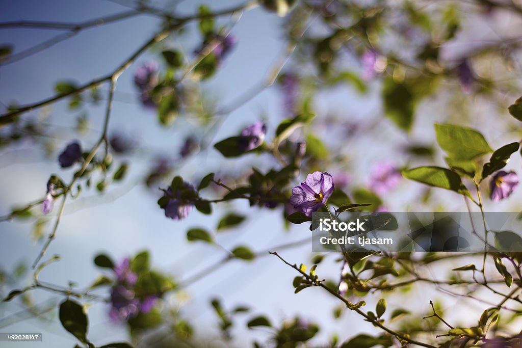 Blossoming Lycianthes - Foto de stock de Azul libre de derechos