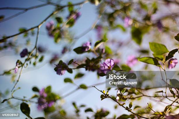 Blossoming Lycianthes Foto de stock y más banco de imágenes de Azul - Azul, Belleza de la naturaleza, Desenfocado