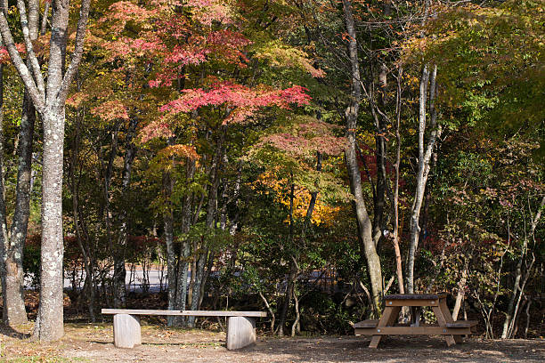 istock Tree leaves changing color in a park 492028153
