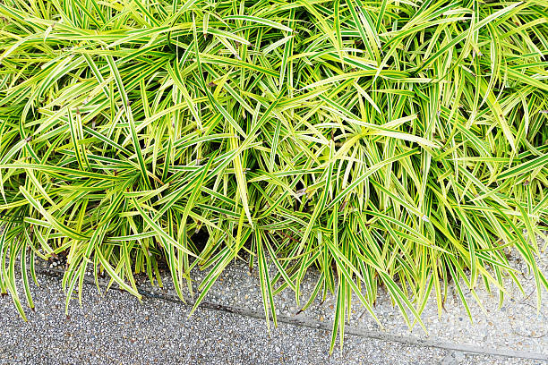 istock clump of grass in garden 492030818