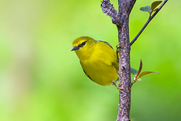 istock Bright yellow blue-winged warbler in a green forest background 492031000