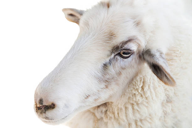 istock Close up of a sheep on white background 492031080