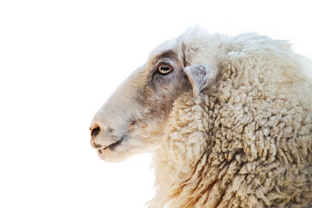 istock Close up of a sheep isolated on white background 492031130