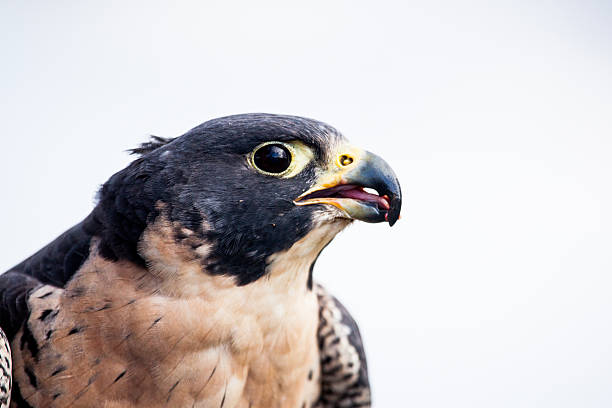 Peregrine Falcon (Falco peregrinus) eating, Alaska