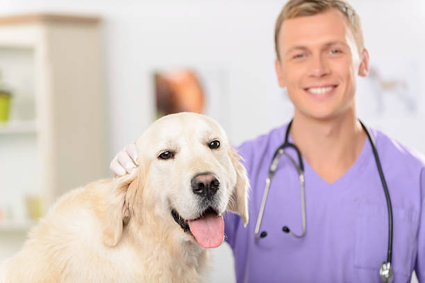 istock Professional vet examining a dog 492032144