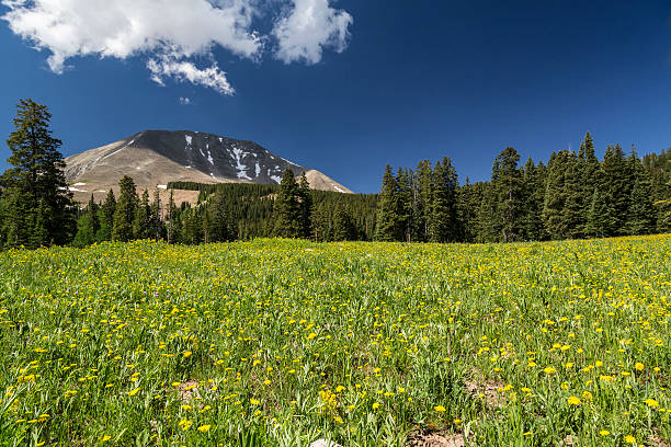 istock Meadow and Mount Peale in Utah 492032164