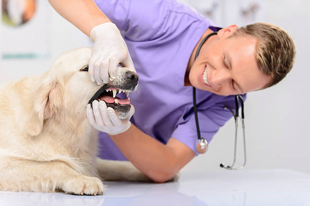 istock Professional vet examining a dog 492032180