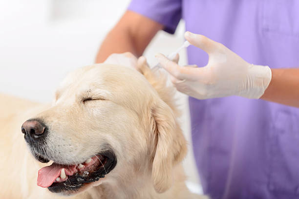 istock Professional vet examining a dog 492032234