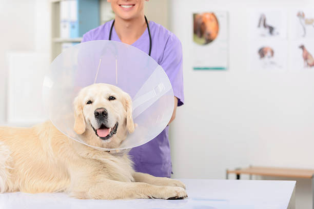 istock Professional vet examining a dog 492032252