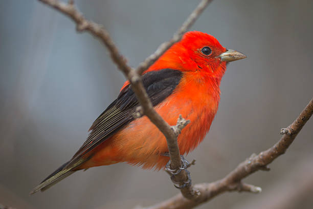 istock Scarlet Tanager bird close-up on a tree 492032832