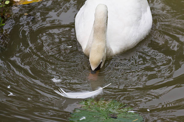 istock Swan foraging for food 492033106