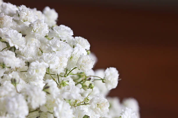istock Baby's breath flowers on brown background 492033214