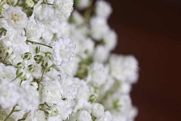 istock Baby's breath flowers on brown 492033232