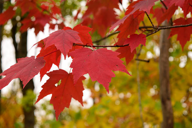 Photo of Red Maple (Acer rubrum) Leaves in Fall