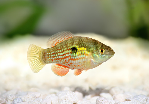 American or Florid Flagfish Jordanella floridae aquarium fish