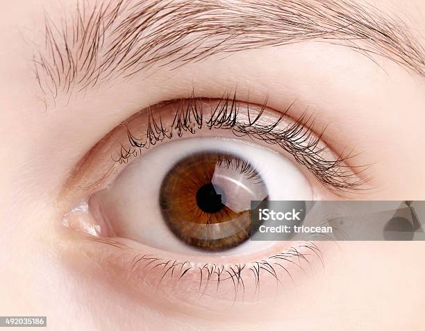 Macro Image Of Wide Open Female Brown Eye Stock Photo - Download Image Now - Eye, Wide, Close-up