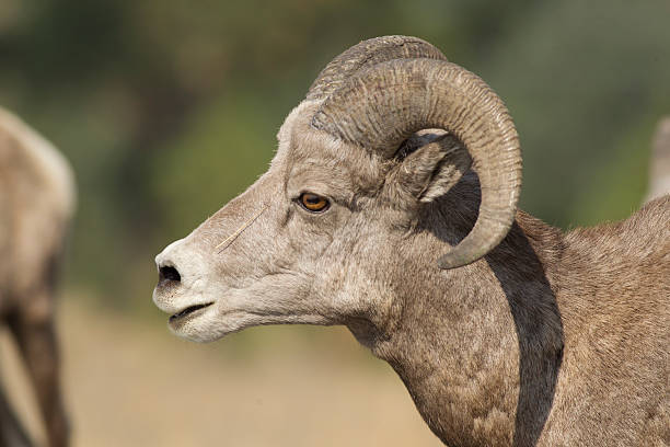 istock Close up profile of male bighorn sheep. 492036070