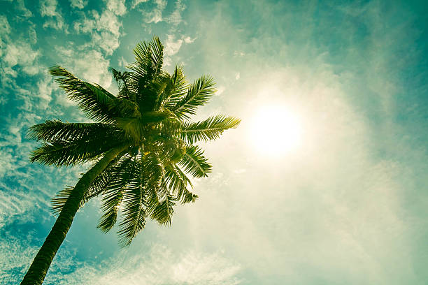árvore de coco no céu com sol lente flare efeitos - treetop sky tree high section imagens e fotografias de stock