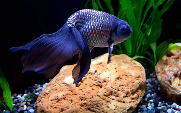The tail is the main beauty of the fish. It consists of two long forked parts almost transparent fins. Especially appreciated are the individuals who have dominated the blue (blue-violet) color.