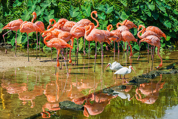 white ibis and flamingos in Florida