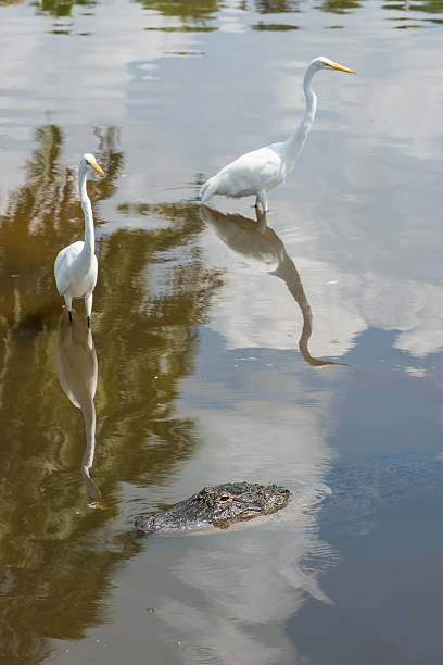 istock egret and alligator in the Everglades 492038576