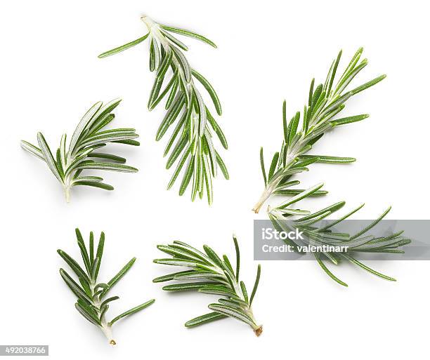 Rosemary Twig Stock Photo - Download Image Now - Rosemary, 2015, Branch - Plant Part