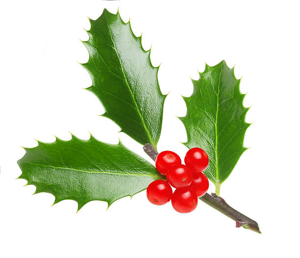istock Holly berry leaves isolated 492038918