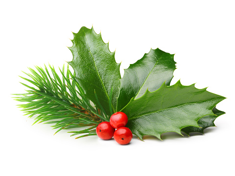 Pine tree branch and Holly berry leaves. Christmas decoration isolated on white background.