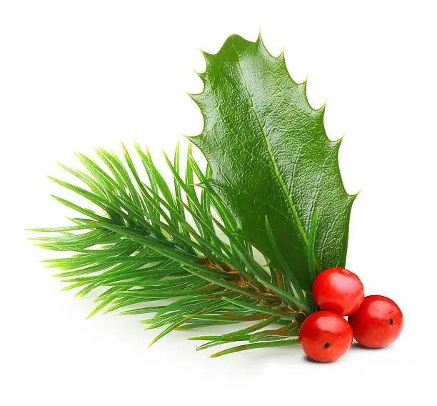 Pine tree branch and Holly berry leaves. Christmas decoration isolated on white background.