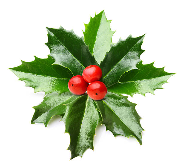 istock Holly berry leaves isolated 492038980