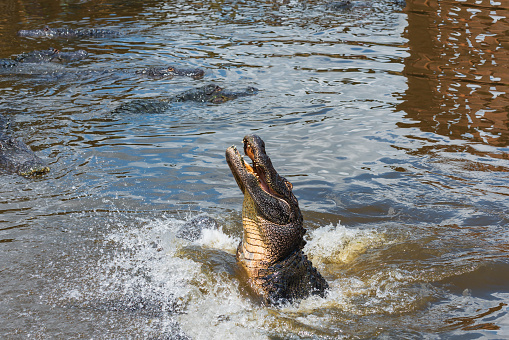 a huge alligator is jumping out of the water in the Everglades in Florida