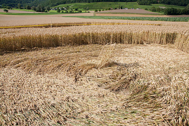 Inside of a crop circle details of the Inside of a crop circle, it can be seen that patterns are created by rolling over the wheat crop circle stock pictures, royalty-free photos & images