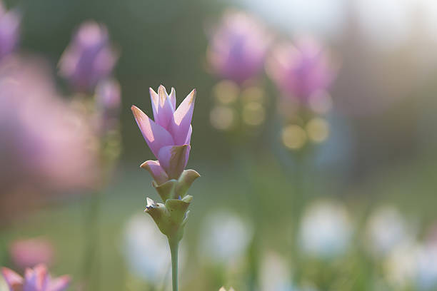 istock Siam Tulip with bokey 492040166