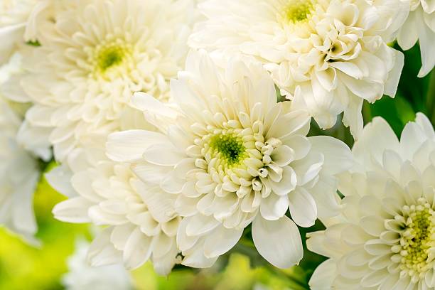 istock white Chrysanthemum flowers with boke background,soft focus 492040332
