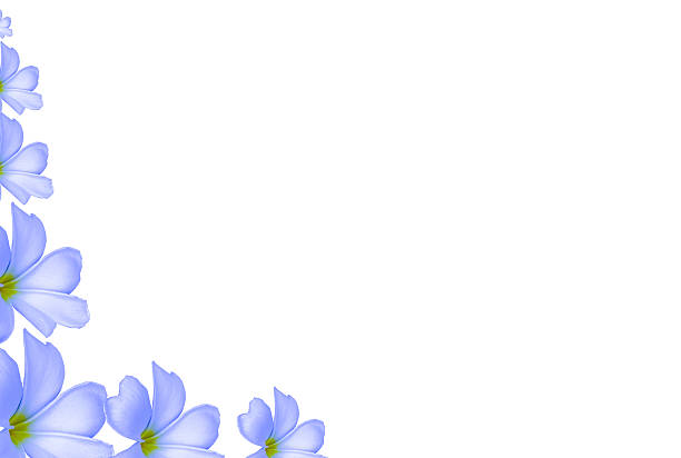 istock Plumeria flowers background at corner; frangipani 492040364